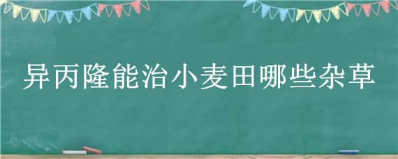 异丙隆能治小麦田哪些杂草（啶黄草胺与异丙隆混用防治麦田杂草）