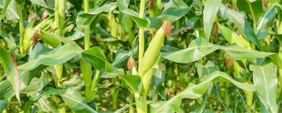 登海6188玉米种特性特征及产量表现（登海6188玉米品种）