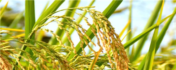 繁殖水稻的第一步是什么 繁殖水稻的第一步是什么芭芭农场答案