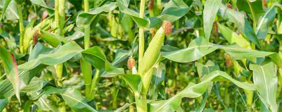 金博士3107玉米种子特征特性（金博士702玉米种子特点）