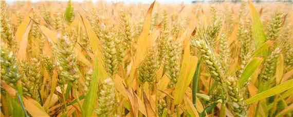 濮麦26号小麦品种介绍 濮麦10号小麦品种大全