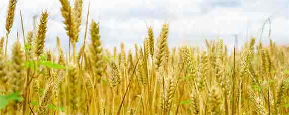 周麦40小麦品种介绍 周麦40小麦品种简介