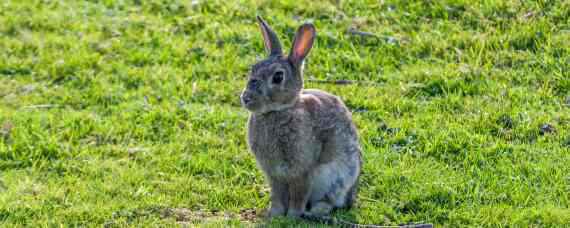 野兔的生活规律和活动的环境 野兔的生活规律和活动的环境是什么
