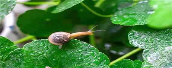 蜗牛怎么养才能养活（蜗牛养殖方法）