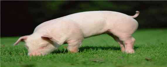 猪早在什么时代就已经被广泛养殖 最早养猪的人