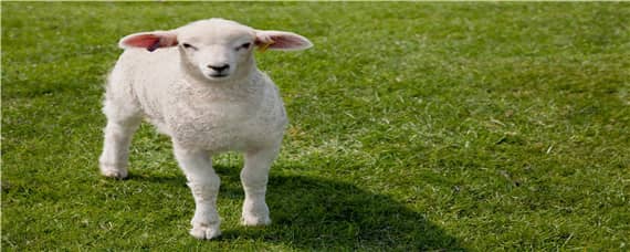 羊生产时间多长 羊生产需要几个小时