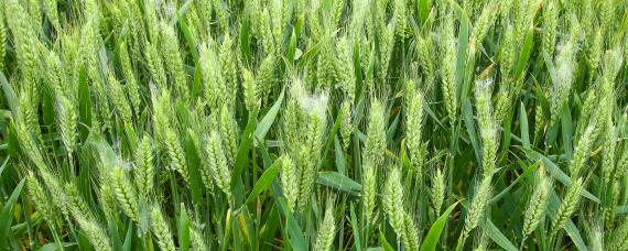 小麦黑穗病用什么药 小麦黑穗病的防治方法