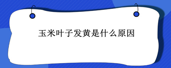 玉米叶子发黄是什么原因 玉米叶子黄怎么回事