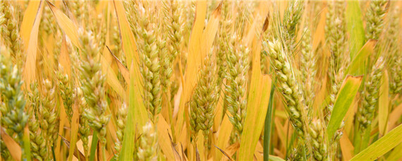 福高2号小麦种品种介绍 福高2号小麦品种