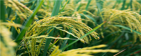 吡唑醚菌酯水稻增产吗 吡唑醚菌酯对水稻什么病药效好