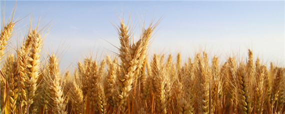 郑麦379麦种品种特性 郑麦369小麦品种介绍