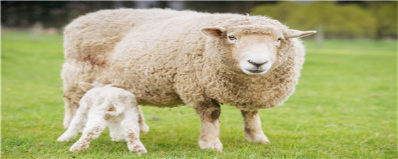 繁殖母羊最佳配方（繁殖母羊养殖技术）