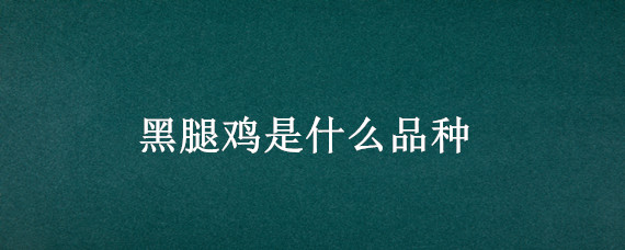 黑腿鸡是什么品种 黑鸡有哪些品种