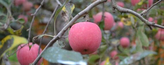 8月份早熟苹果新品种有哪些 8月份早熟苹果新品种有哪些优点