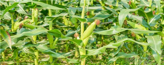 玉米成熟期分几个阶段 玉米成熟分几个时期