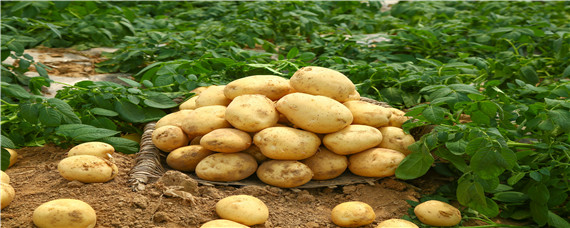 土豆最佳的催芽方法 土豆怎样催芽 土豆催芽的方法