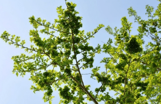 榆树下山桩怎么处理成活率高，养护时有哪些注意事项