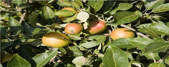 苹果种植条件海拔 苹果种植海拔要求