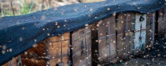 蜜蜂养殖步骤（蜜蜂如何饲养）