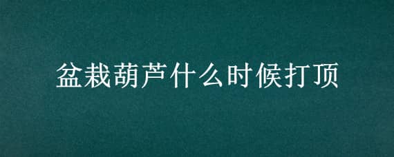 盆栽葫芦什么时候打顶（盆栽葫芦怎么打顶）