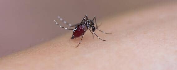 一只蚊子一次可以繁殖多少只 一只蚊子一次能繁殖多少