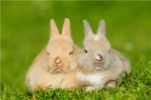 养殖兔子500只大概利润是多少 养殖兔子500只大概利润是多少钱