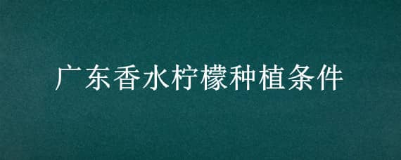 广东香水柠檬种植条件 广东香水柠檬种植地区