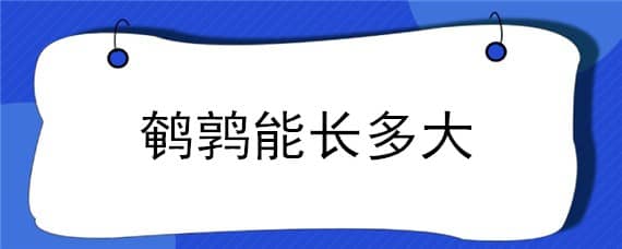 鹌鹑能长多大 鹌鹑能长多大图片