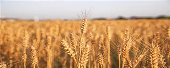 小麦种植过程步骤 小麦种植过程步骤图片