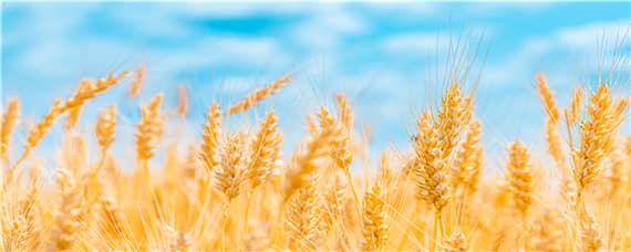 西农20小麦品种介绍 西农小麦新品种