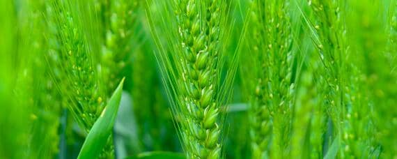 万丰269小麦品种介绍 万丰269小麦品种介绍谁家生产