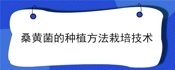 桑黄菌的种植方法栽培技术（桑黄菌的人工栽培技术）