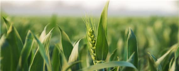 小麦高产新品种 小麦高产新品种有哪些