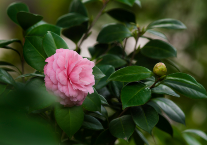 茶花常见病虫害防治，茶花病虫害用什么药