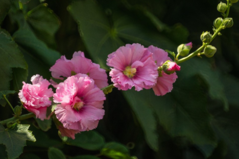 蜀葵花花语是什么，有什么寓意 蜀葵花代表什么