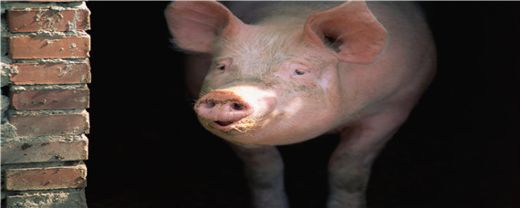 怎么判断母猪难产 怎么判断母猪难产不难产