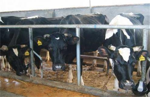 奶牛冬季饲养管理技术要点 奶牛各阶段饲养管理要点