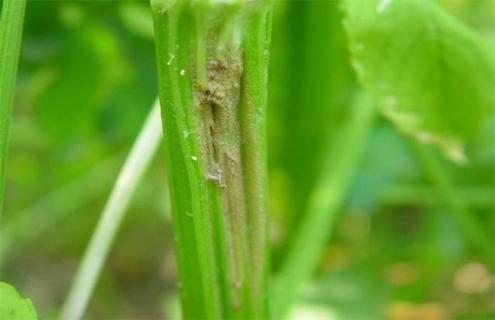 如何防治芹菜叶柄开裂（芹菜出现叶柄开裂现象怎么办）