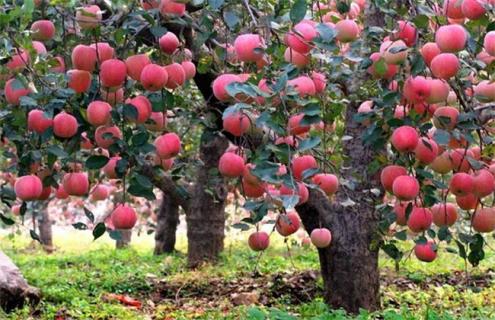 苹果树大小年怎么办 解决果树大小年的方法