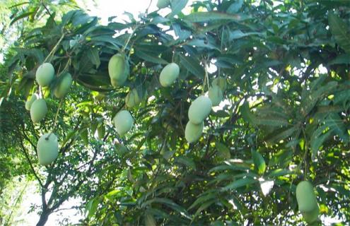 芒果树在北方能种吗 芒果树在北方能种植吗 芒果树怎么种植