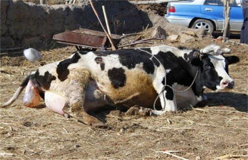 新生犊牛死亡原因及预防措施 犊牛急性死亡的原因