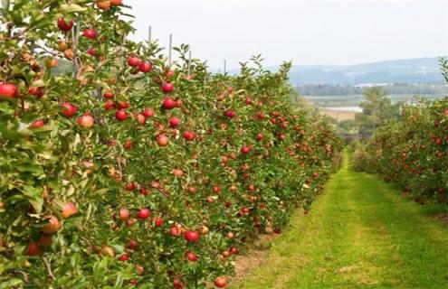种植10亩苹果一年能赚多少钱（种10亩苹果投资）