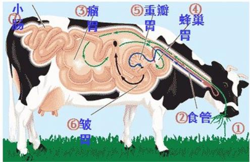 牛反刍的特点 牛反刍百度百科