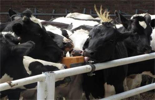 奶牛养殖技术问题 奶牛养殖技术要点
