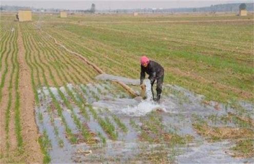 小麦浇灌返青水后发黄怎么办 小麦浇返青水用什么化肥好