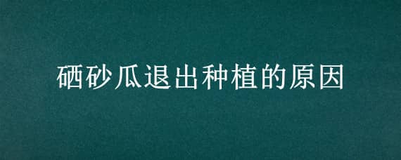 硒砂瓜退出种植的原因 硒砂瓜产业发展的问题