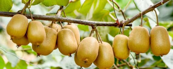 软枣猕猴桃怎么繁殖 软枣猕猴桃种殖技术