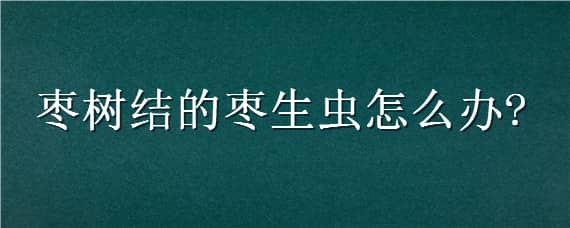 枣树结的枣生虫怎么办（枣树结的枣生虫怎么办种种的枣）