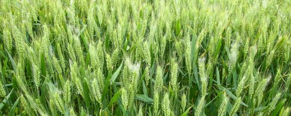 菏麦29小麦品种介绍 菏麦29小麦品种简介