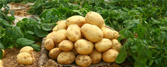 土豆一亩地能产多少斤（一亩地能产出多少斤土豆）